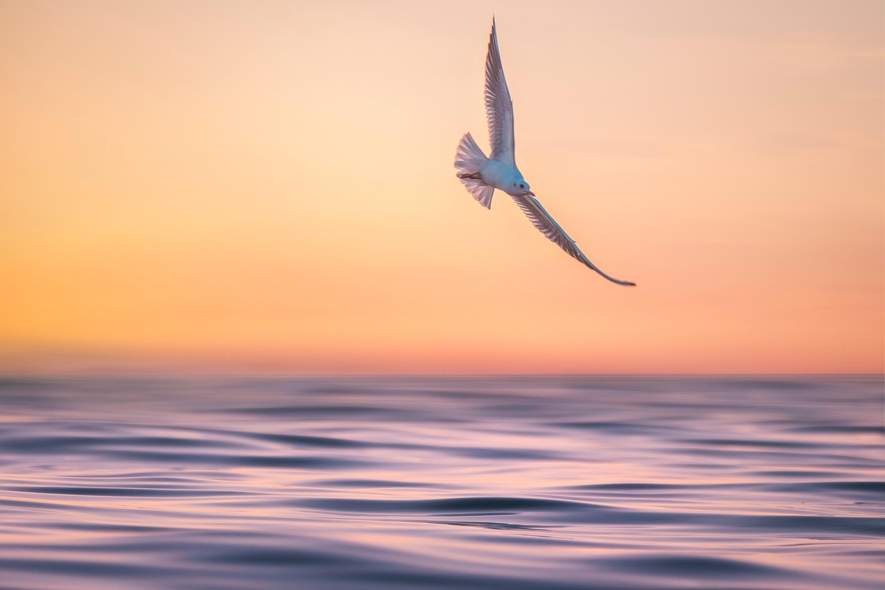 seagull, waves, marine, sea, sunset, water, peaceful, nature, landscape, landscape, landscape, landscape, landscape, landscape