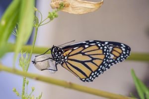 butterfly, cocoon, metamorphosis, caterpillar, butterflies, colorful, change, delicate, transformation, nature, cocoon, metamorphosis, transformation